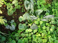 -国家植物园南园