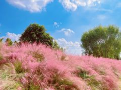 -花开海上生态园