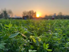 -汉长安城未央宫国家考古遗址公园