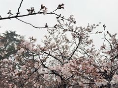 -武汉大学-樱园
