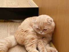 -CAT’S MEWSTAR CAFE·喵星球猫屋(晴湾咖啡店)