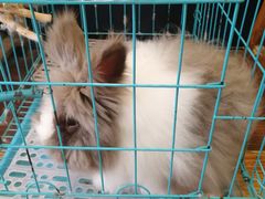 -志龙皇冠吃货椰子铺