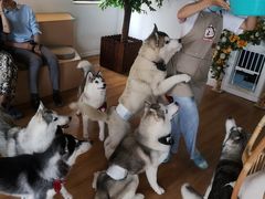 -Husky Go! 哈士奇体验馆·宠物咖啡厅狗咖