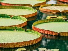 -国家植物园南园