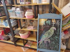 -明明手养鹦鹉(堤角花鸟宠物大世界店)