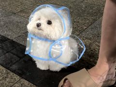 -翊宠yipet猫狗购宠庄园犬舍•猫舍