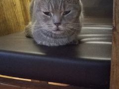 -喵园·猫主题咖啡厅·撸猫·猫咖(国贸店)