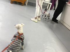 -达爱动物医院·犬猫分区·CT·复杂眼科(远洋山水分院)