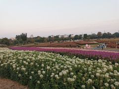 -径山花海