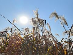 -梁鸿国家湿地公园