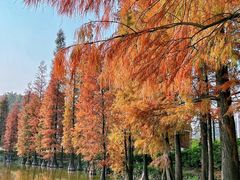 -三水森林公园