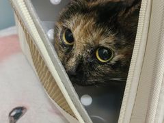 -纳吉亚猫专科动物医院·北北分院