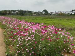 -天适樱花悠乐园