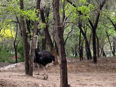 -北京野生动物园