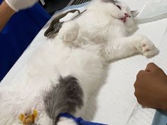 -灵美宠物诊所