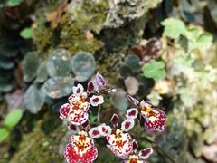 -中国科学院西双版纳热带植物园
