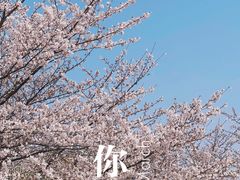 -高东镇樱花园