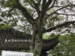 -上海佘山国家森林公园天马山园