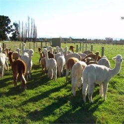 -萌宠亲子动物乐园(槐房万达店)