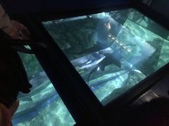 -暹罗海洋世界