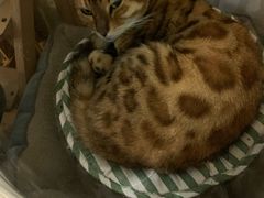 -吉丁鸟咖·异宠·寄养