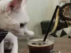 -猫色咖啡·猫咖