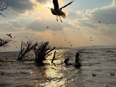 -河南省体育场馆中心游泳馆