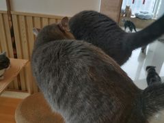 -Catmate·猫肥家润(金润铂宫店)