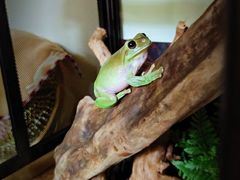 -酷以爬仙阁实体爬宠店·守宫·蜥蜴·专业繁育