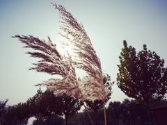 -武清南湖绿博园