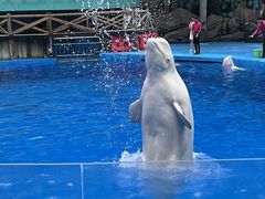 -海合安成都极地海洋公园