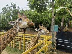 -西霞口神雕山野生动物世界