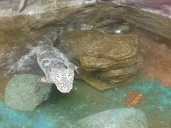 -上海大自然野生昆虫馆(东方明珠·爬宠昆虫探索中心)
