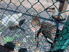 -北京鹿世界主题园