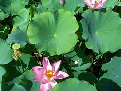 -莲花池公园