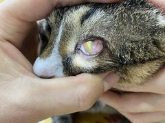 -美联众合动物医院(·中兽医·疑难杂症·严家桥分院)