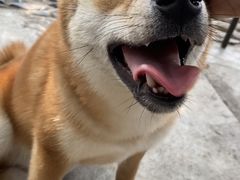 -柴犬高等学院·狗咖·柴犬售卖·宠物训练