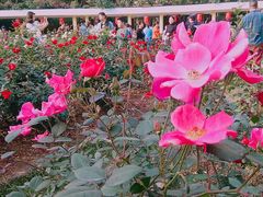 -人民公园(罗湖区)