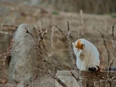 -颐和园