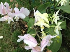 -上海鲜花港
