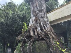 -云南勐巴娜西珍奇园