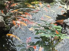 -广州白天鹅宾馆
