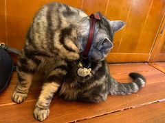 -李小姐の猫咖啡馆(五角场店)