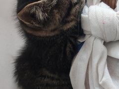 -艾贝尔宠物医院 ·内科全科(梁溪路店)