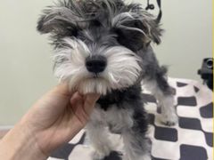 -BABIT巴比特宠物(MOMOPARK店)