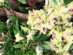 -北京植物园-展览温室