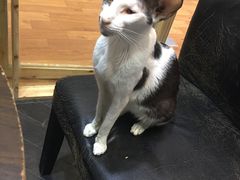 -猫色咖啡·猫咖