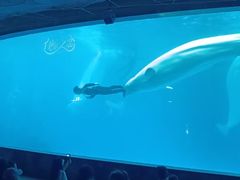 -海合安成都极地海洋公园