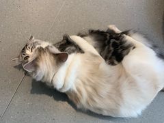 -飞行喵MR PILOT|猫舍·猫咖(静安大融城店)