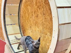 -和它·交个朋友·狗咖猫咖(爱琴海店)